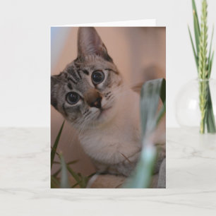 Carte Portrait photo de chat