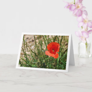 Carte Portrait Red Poppy