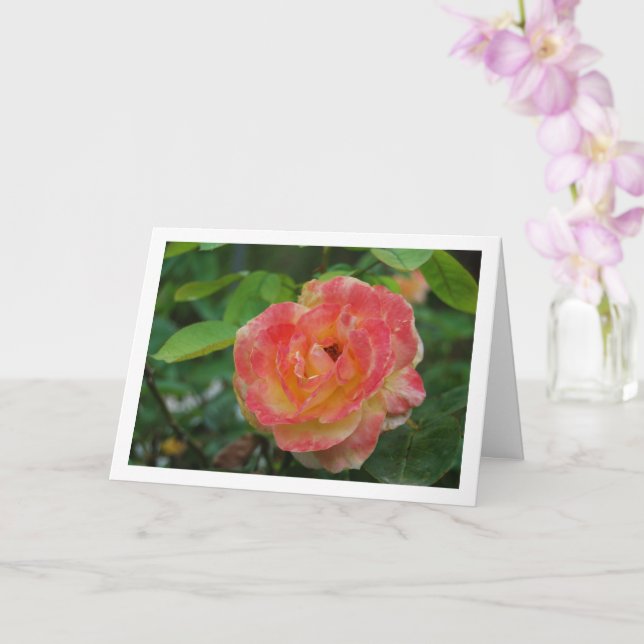 Carte Portrait Rose rose et jaune (Orchidée)