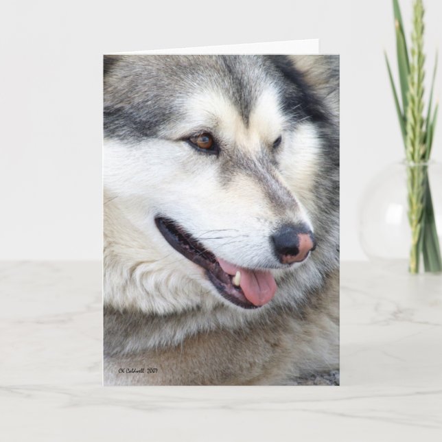 Carte Portrait Wolf (Devant)