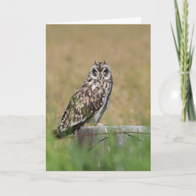 Carte Pose de hibou (Devant)