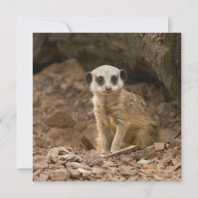 Carte Pose précieuse du bébé Meerkat (Devant)