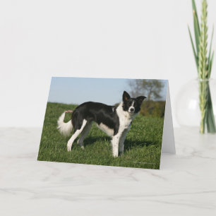 Carte Position de border collie