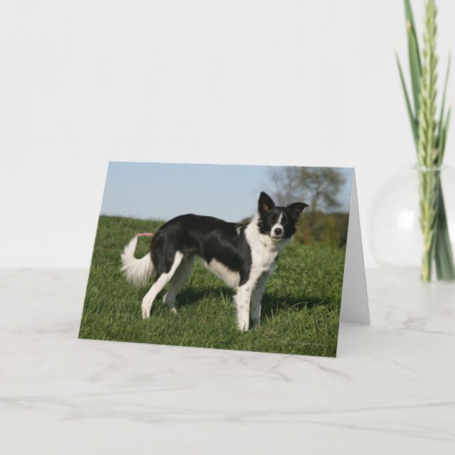 Carte Position de border collie (Devant)