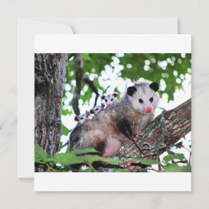 Carte Possum, maman et bébés
