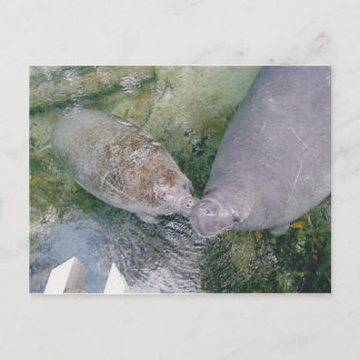 Carte Post Smooch Manatee
