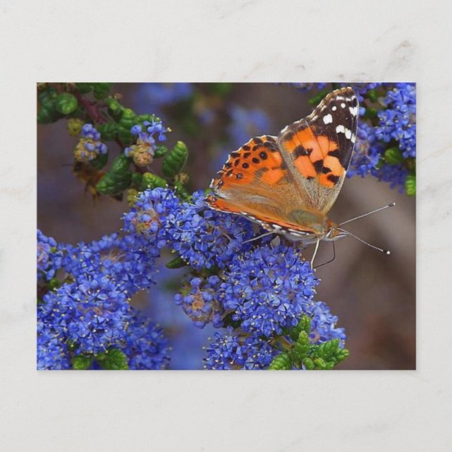 Carte postale (Devant)