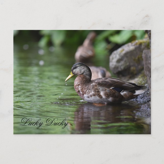 Carte postale (Devant)