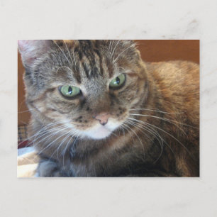 Carte postale