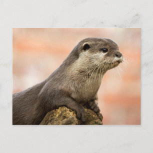 Carte postale