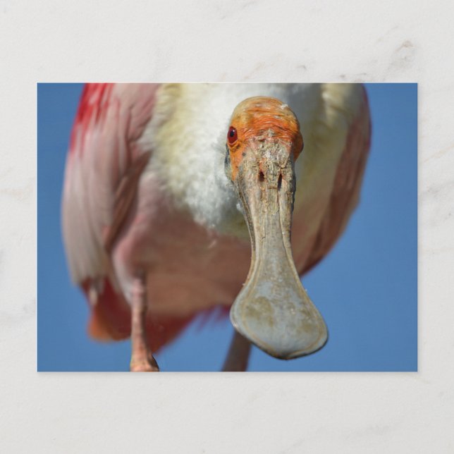 Carte postale (Devant)