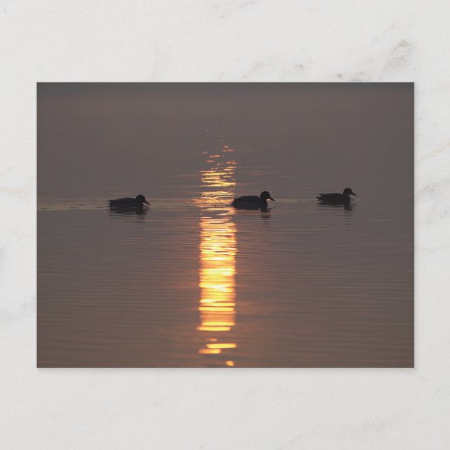 Carte postale (Devant)