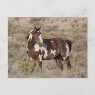CARTE POSTALE