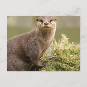 Carte postale