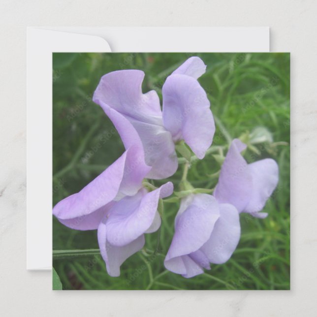 Carte postale (Devant)