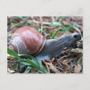 Carte postale
