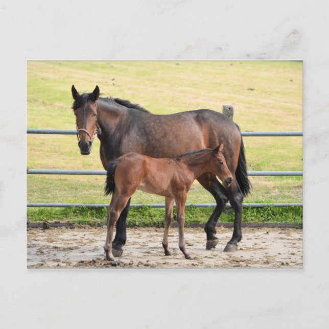 Carte postale (Devant)