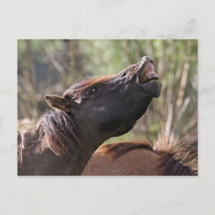 carte postale