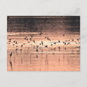 Carte postale