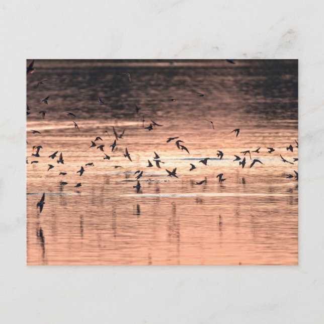 Carte postale (Devant)