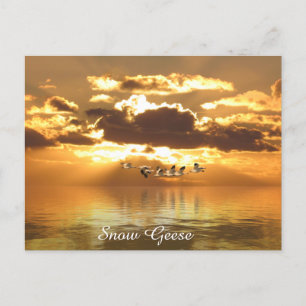 Carte postale