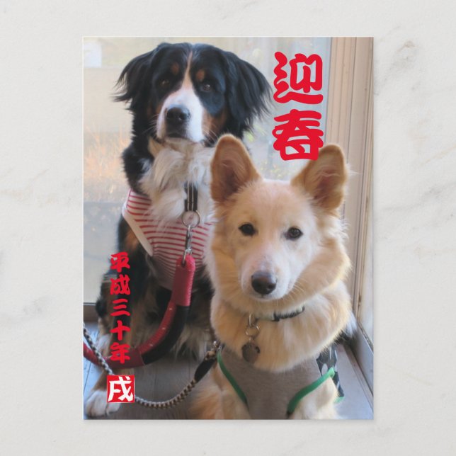 CARTE POSTALE バーニーズマウンテンドッグとワイルドミックスドッグ　年賀状　2018年　戌年 (Devant)
