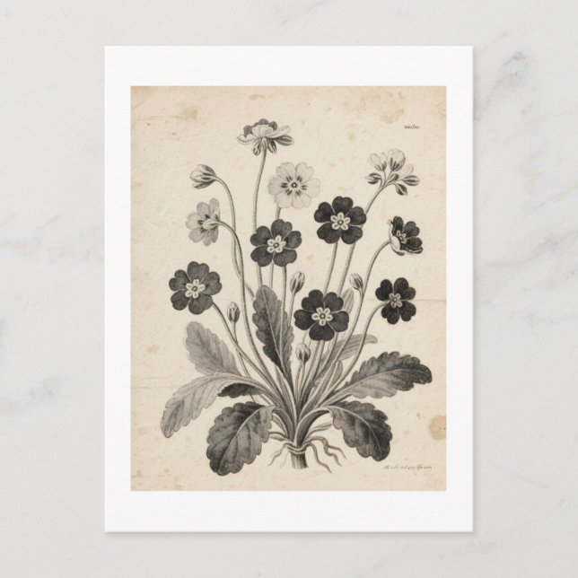 CARTE POSTALE ポストカード (Devant)