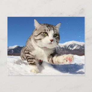 CARTE POSTALE 野良猫ニャン吉【肉球全開！】
