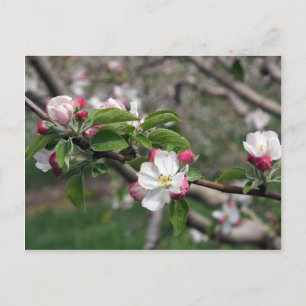 Carte Postale 01 Apple Blossoms Winchester VA Postcard