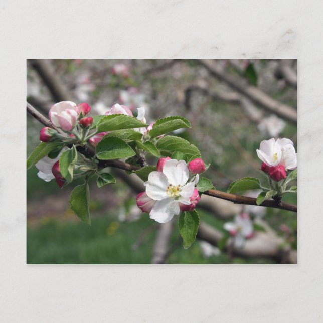 Carte Postale 01 Apple Blossoms Winchester VA Postcard (Devant)