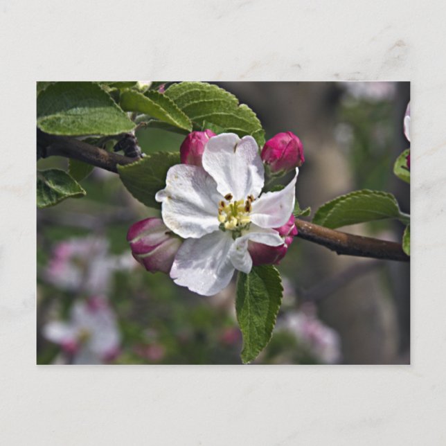 Carte Postale 03 Apple Blossoms Winchester VA Postcard (Devant)