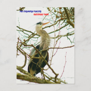 CARTE POSTALE 040111-145-APS