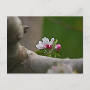 Carte Postale 06 Apple Blossoms Winchester VA Postcard