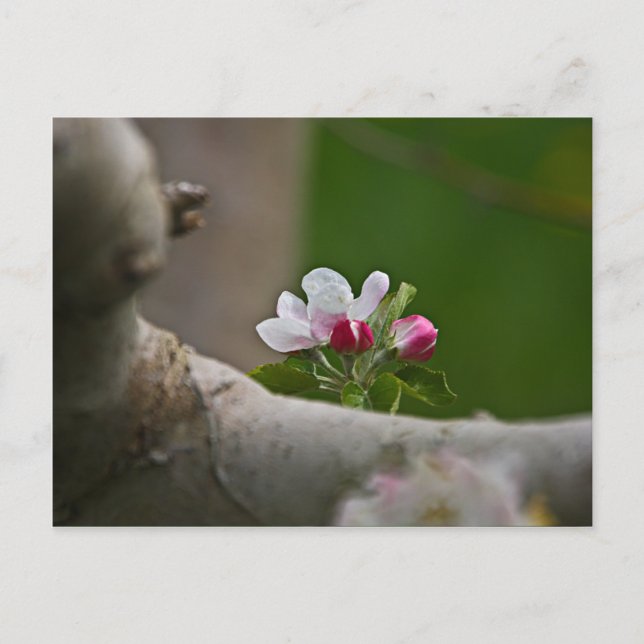 Carte Postale 06 Apple Blossoms Winchester VA Postcard (Devant)