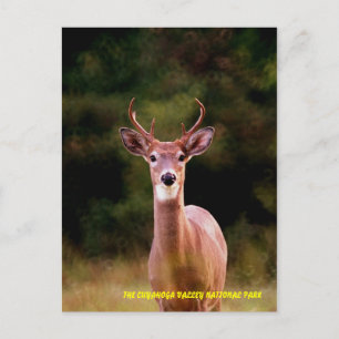 CARTE POSTALE 070306-34-APC