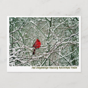 CARTE POSTALE 080806-25-APC