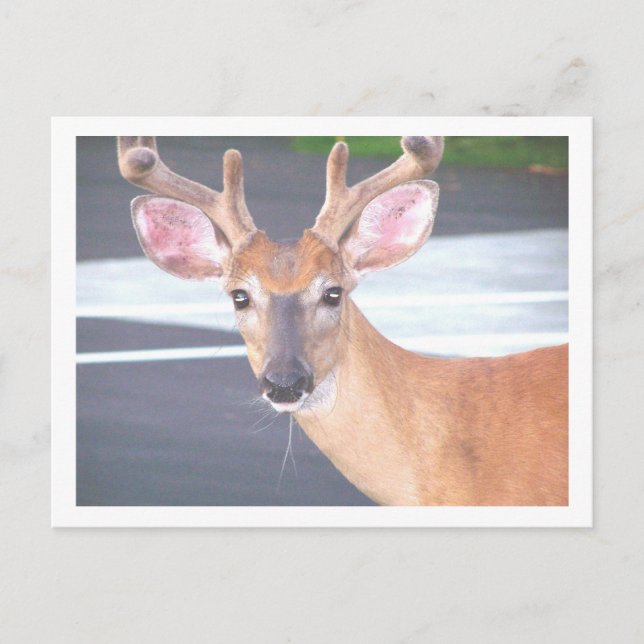 CARTE POSTALE 100_0606 (Devant)