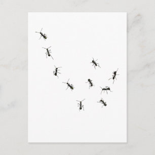 Carte Postale 10 fourmis