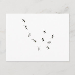Carte Postale 10 fourmis