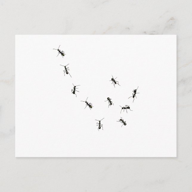 Carte Postale 10 fourmis (Devant)