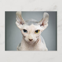 11 Sphinx Cat