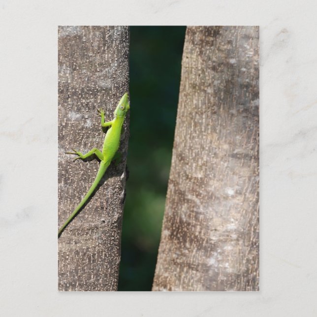 Carte Postale 15 minutes.JPG (Devant)