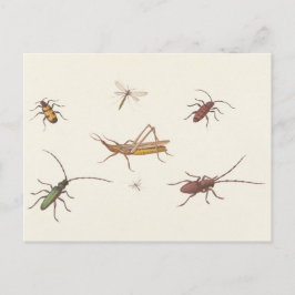 Carte Postale 17th C. Beaux-Arts Croquis de sept insectes différ