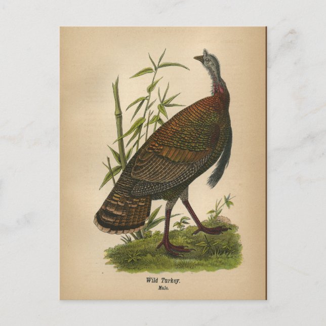 Carte postale 1890 Bird Wild Turkey (Devant)