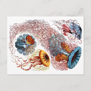 Carte Postale 1904 Jellyfish Art Formes de la nature Imprimer