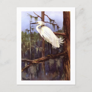 Carte Postale 1926 Vintage TODHUNTER BIRDS "SNOWY EGRET" réimpre