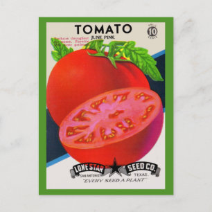 Carte Postale  1950s seed packet tomato