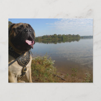 Carte postale 1 de Bullmastiff "Pablo"