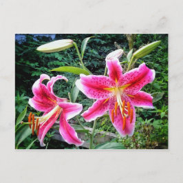 CARTE POSTALE 1STARGAZER LILLIES POSTCARD