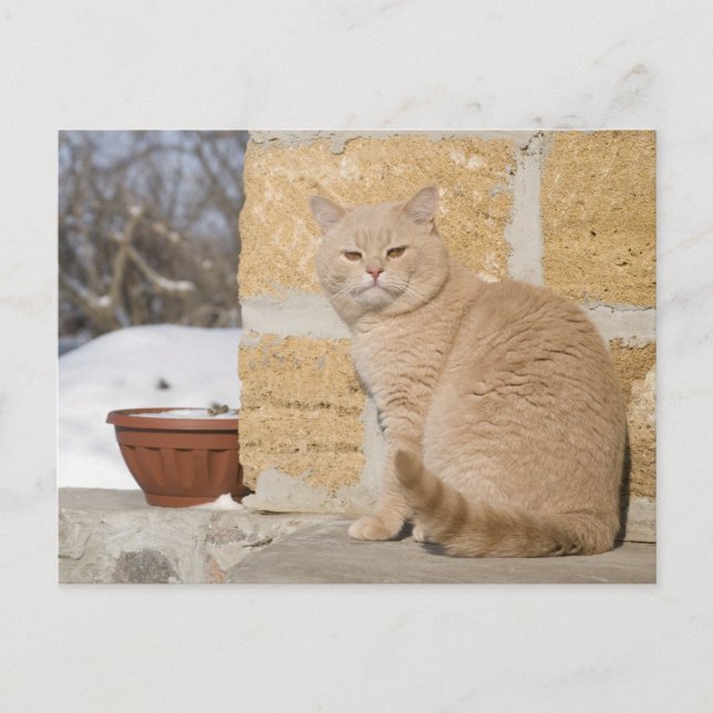 CARTE POSTALE 2 (Devant)
